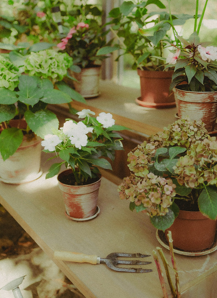 After - Golden Honey