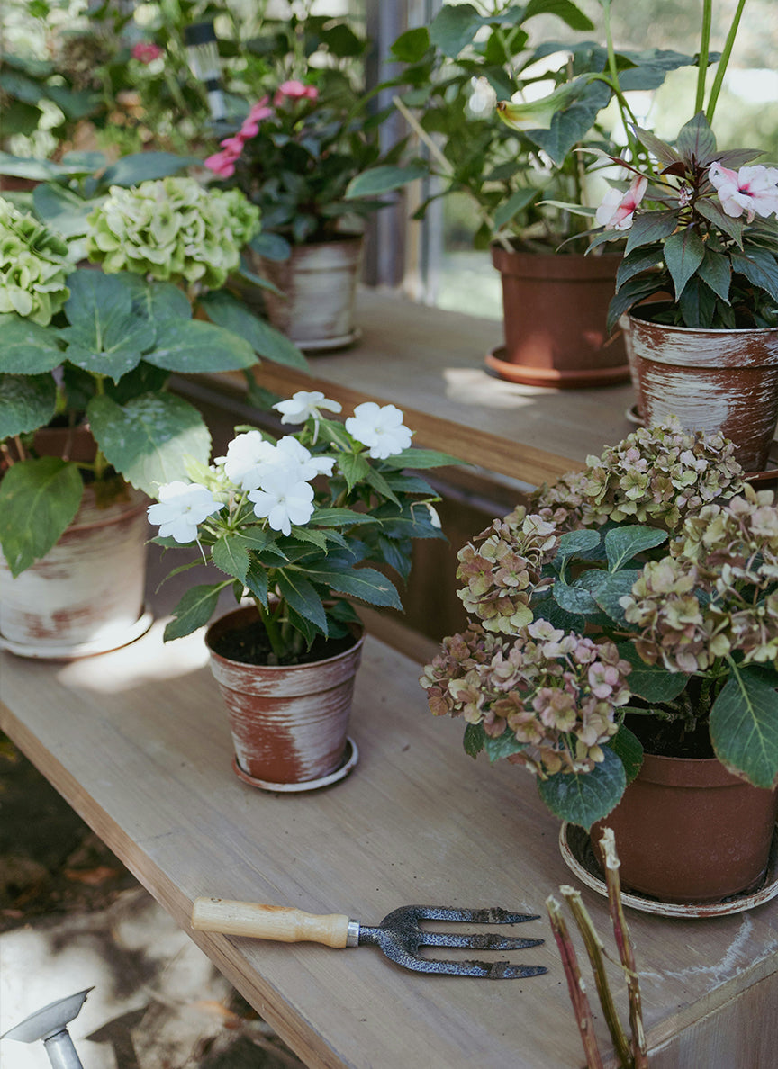 Before - Golden Honey