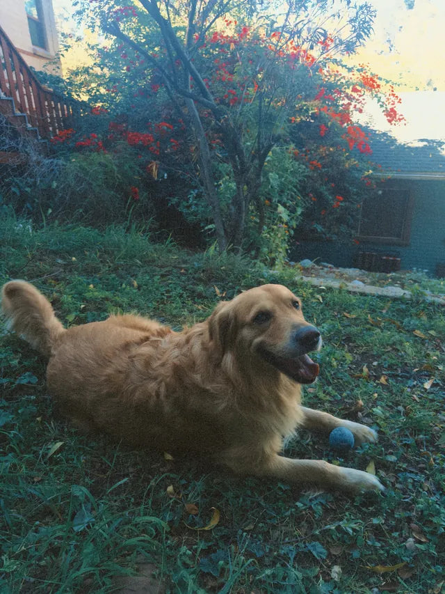 Alfie in the garden, using the 35mm preset + KE100 color profile in Afterlight Camera 🍃