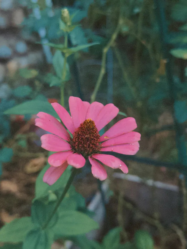 Rainy day autumn flowers with Afterlight Cam, using 35mm and the KE100 color profile 🌸